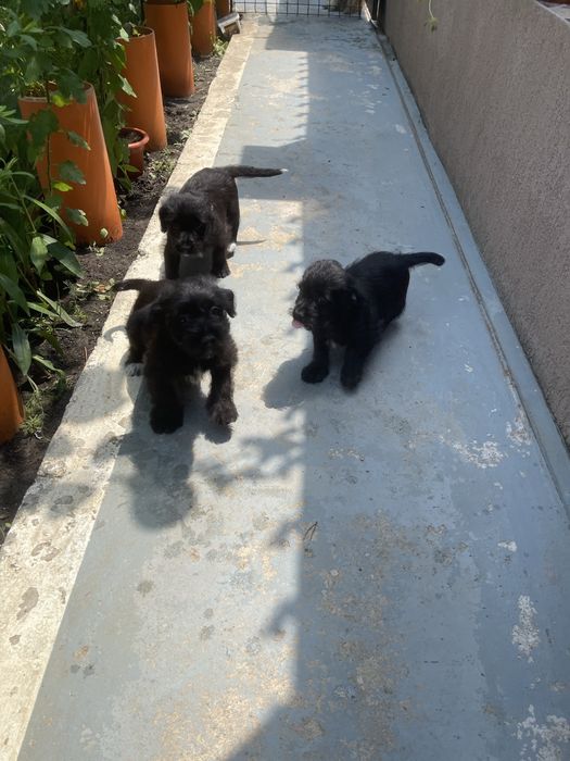 Domez catei negri cu mamica