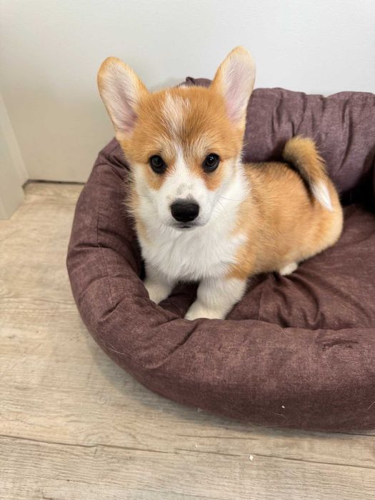 Уелско корги-Пембрук