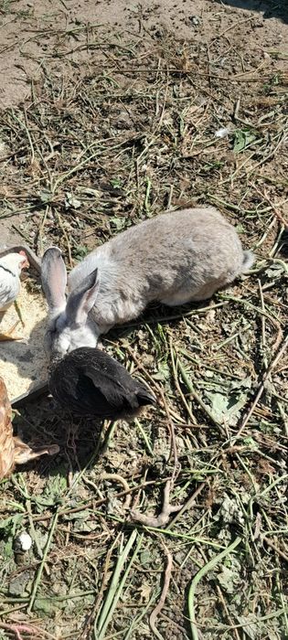 Vând iepuri femele și masculi