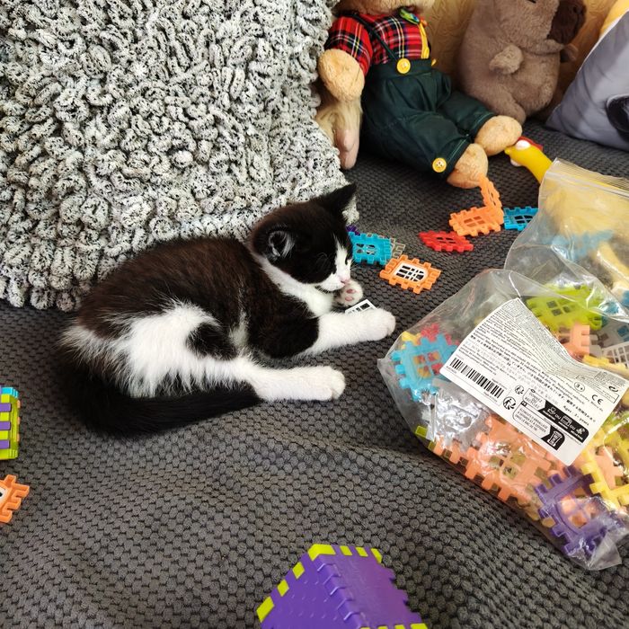 Котята, мягкие облачка счастья