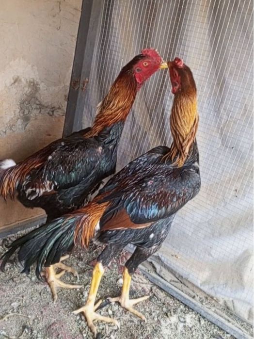 Urushqoq xo'rozlar bor