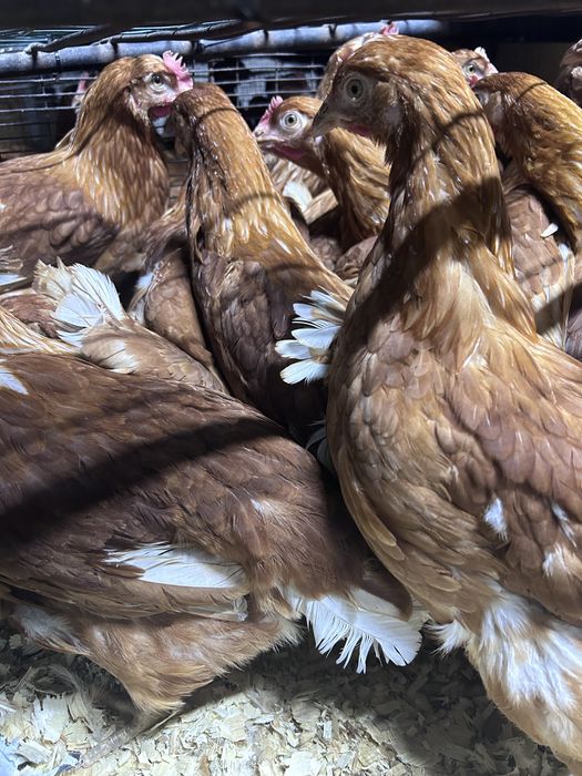 Куры Ломан Браун