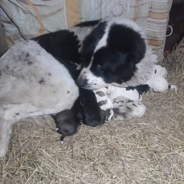 Продам щенков Алабай