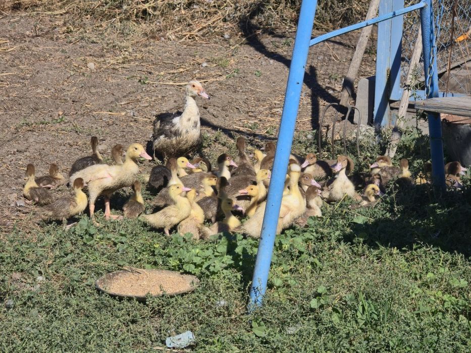 Продам  индоуток,уток пекинская.