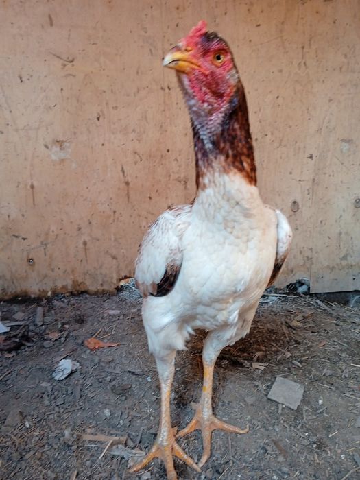 Продам дакан курицу