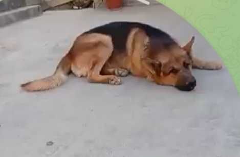 Щенки восточноевропейской овчарки