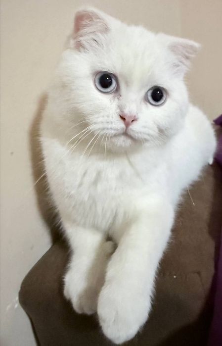 Белоснежный Скоттиш-фолд 5 месяцев  Идеальная родословная внешность.
