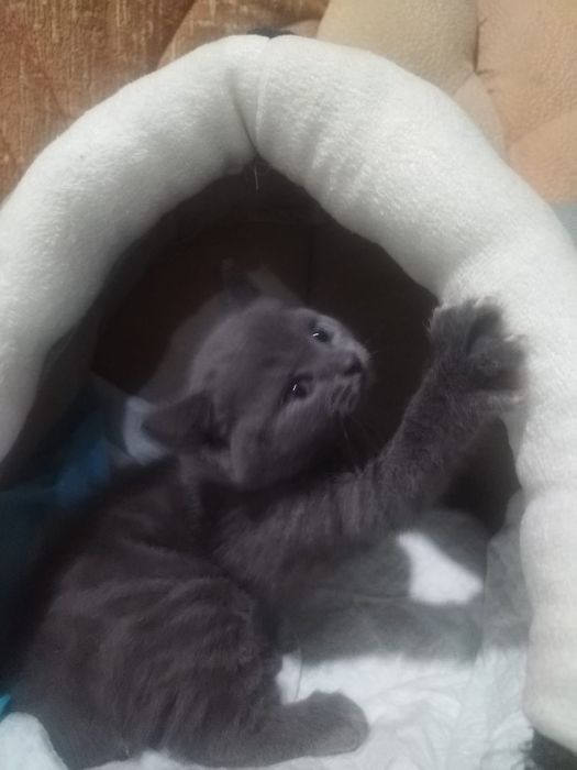 Британские котята