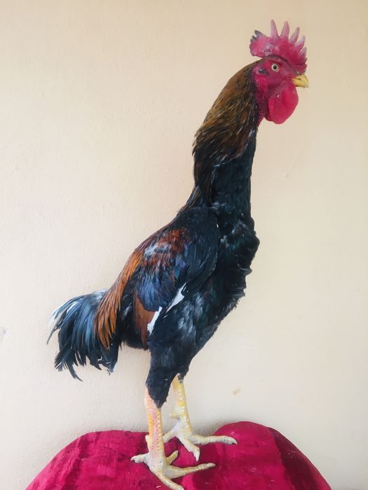 Anoreksiya bilan ogrigan odamlarning onlayn jinsiy aloqa videolari