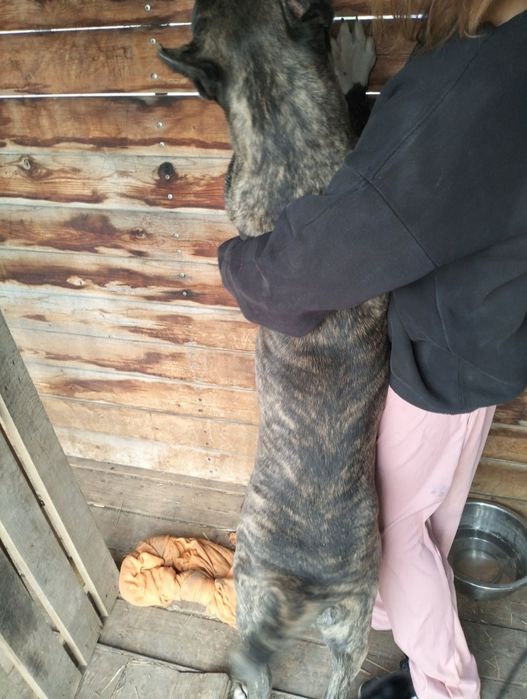 Статный Итальянский Кане-Корсо ( 9-мес) Мальчик