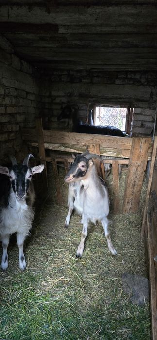 Vând iede de 1 an  din capre foarte bune de lapte
