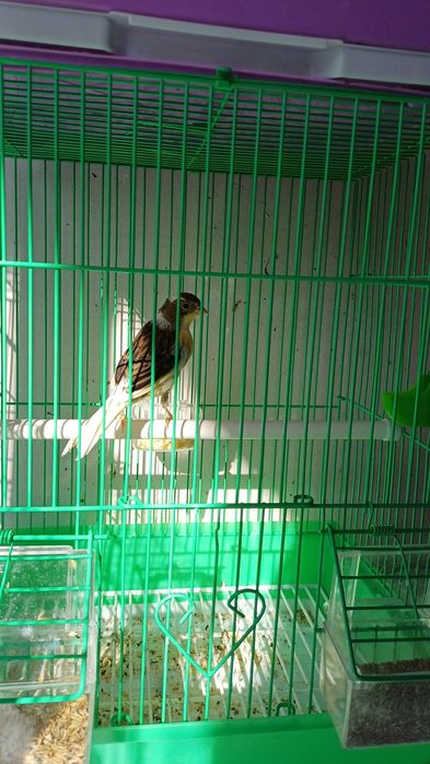 Срочно продаётся Канарейки