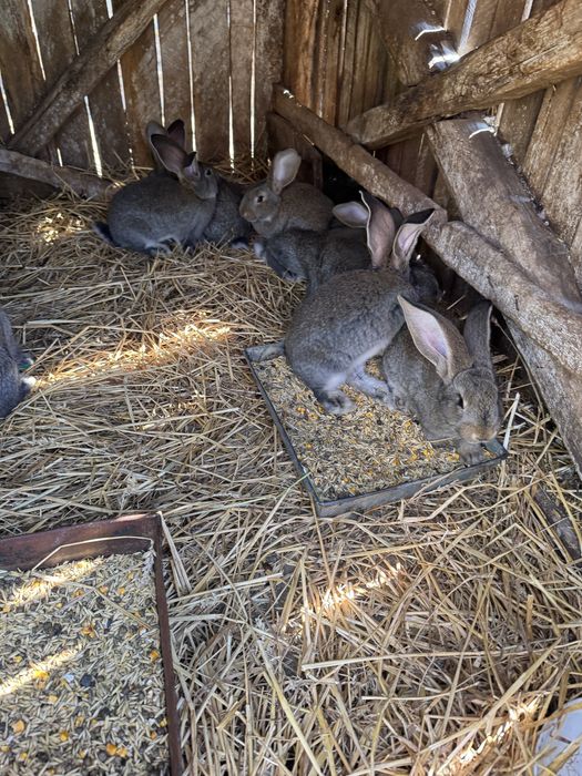 Vand iepurasi urias german 2 luni