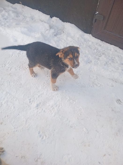 Отдам щенков бесплатно