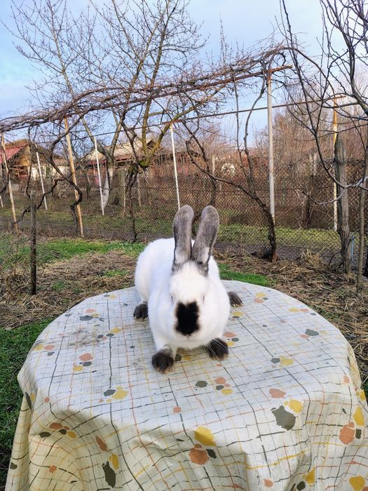 Hycole francez și uriaș de Transilvania