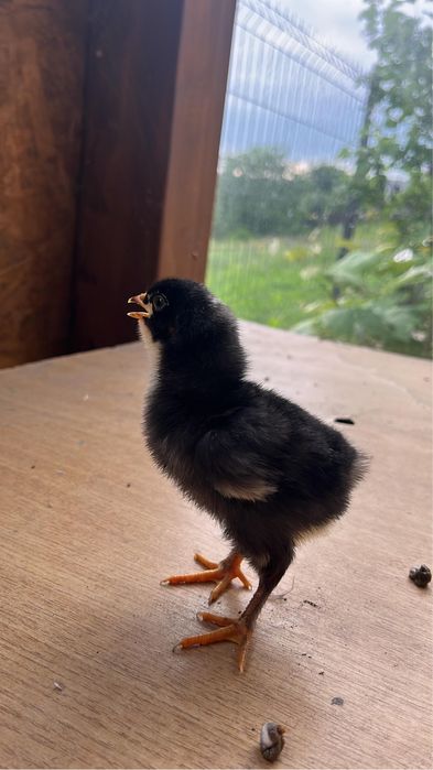 Pui Plymouth Rock barat