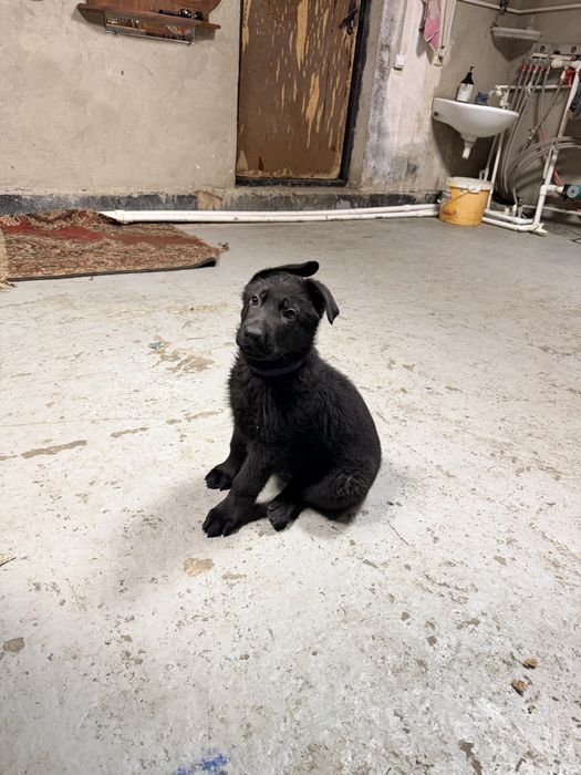 Немецкая овчарка