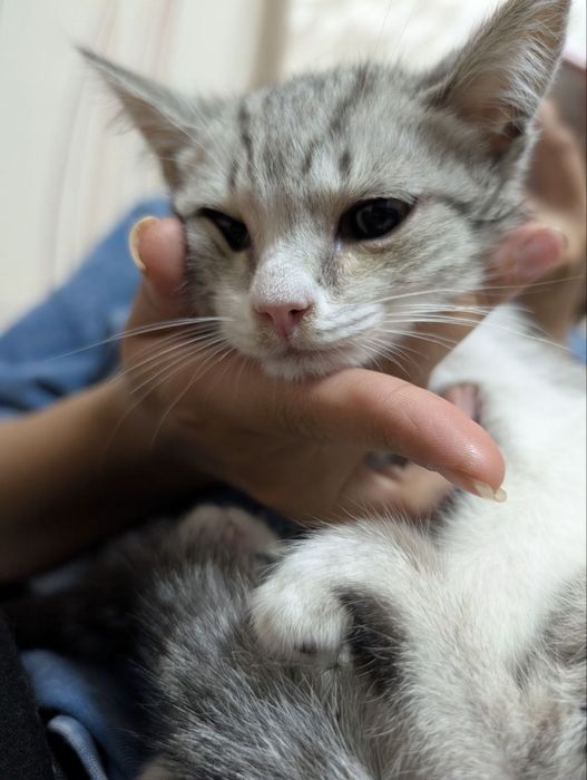 Отдам котенка в хорошие руки