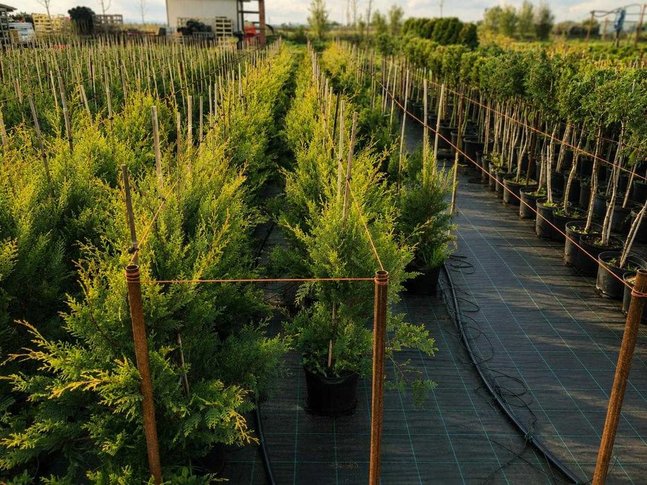 Gard Viu Leylandii - Creștere Ultra Rapidă - Producător ROMAN PLANTE ORNAMENTALE Timiș (Tormac)