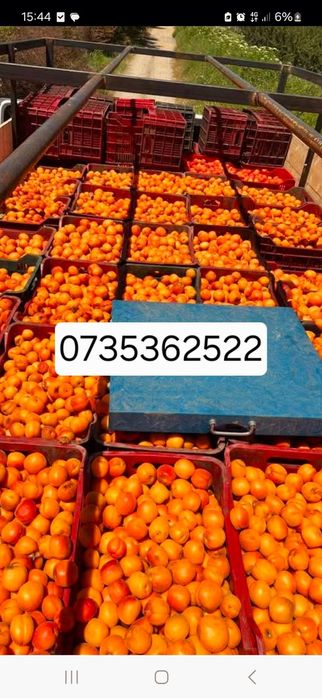 Caise Premium pentru Țuică – Calitate din Livadă până în Cazan