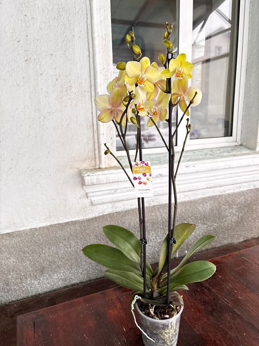 Фаленопсис орхидеи