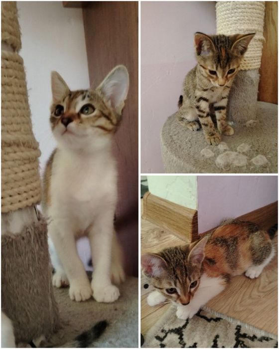 Котята в самые ответственные руки!