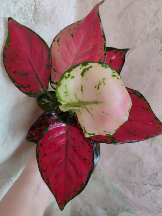 Тайские Аглаонемы