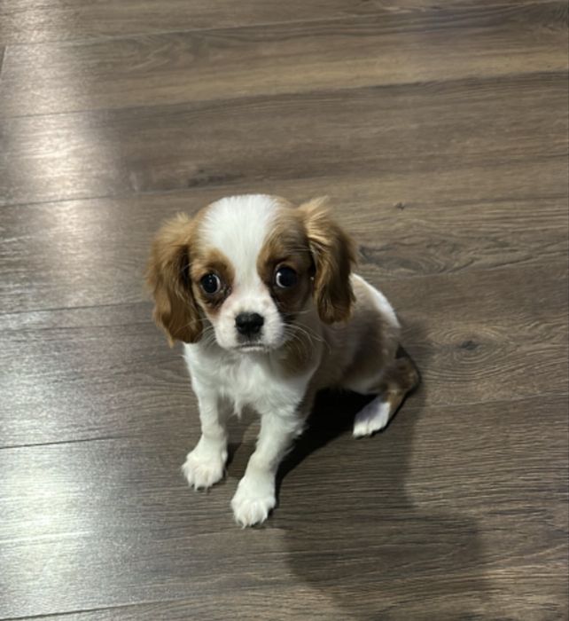 Кавалер кинг чарлз шпаньол