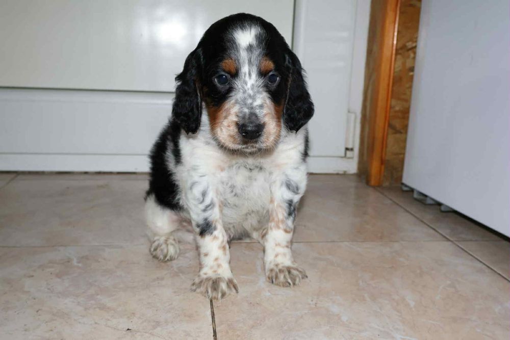 Трицветен Английски сетер