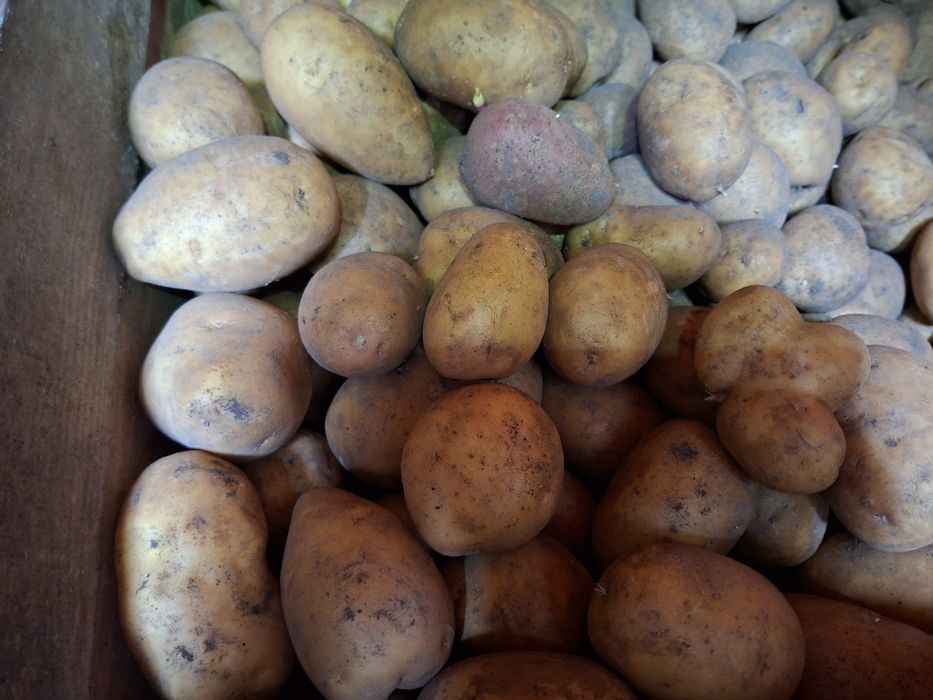 Продам картофель домашний