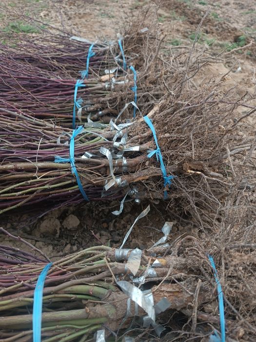 Explower Atirgul ko'z ko'chati sotamiz