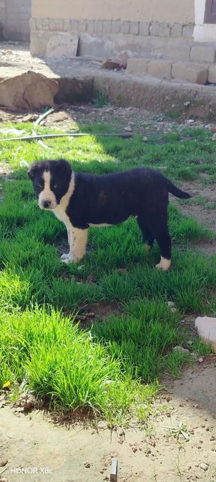 Alabay toza qon 2 ta