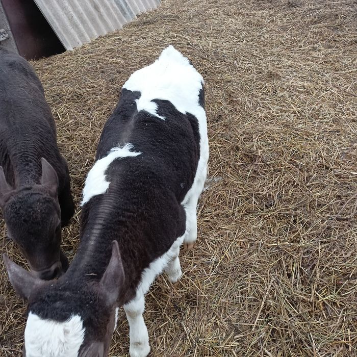 Продам телят, две телочки, договоримся