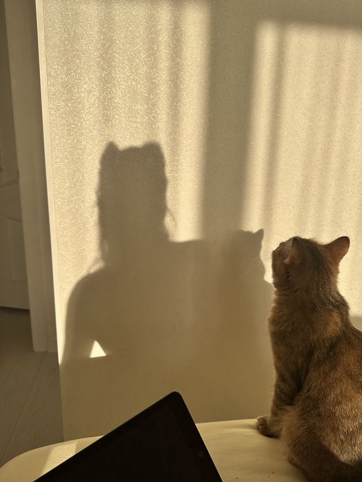 передержка котов и кошек