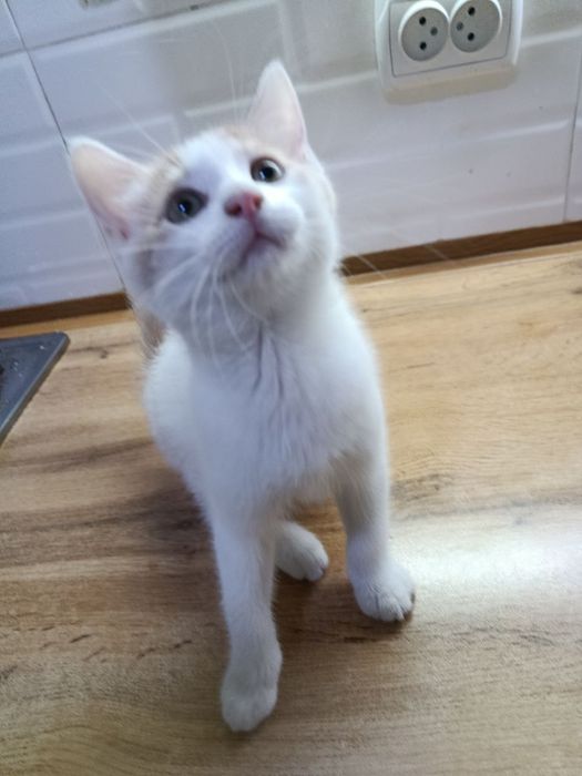 Котята 2 месяца. Домашние. Мальчики