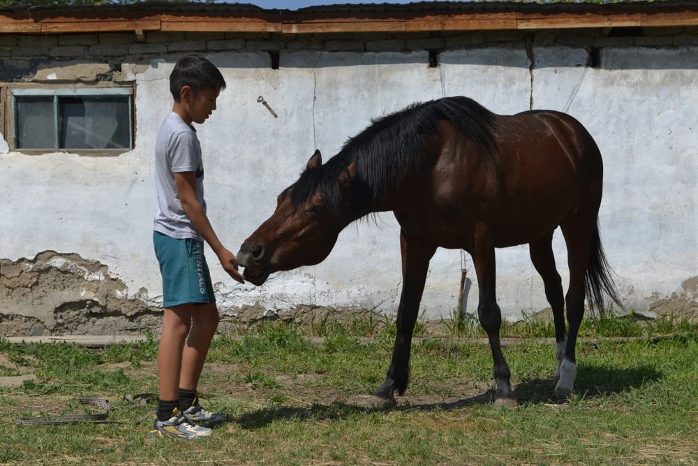 Жеребец Англо Арап