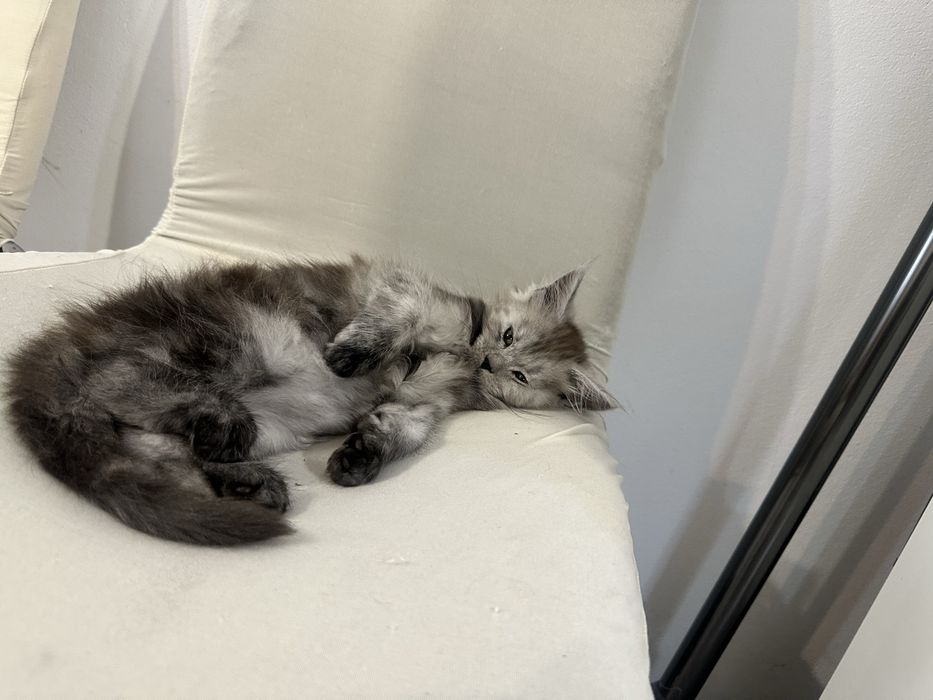Pui maine coon cu pedigree 3 luni