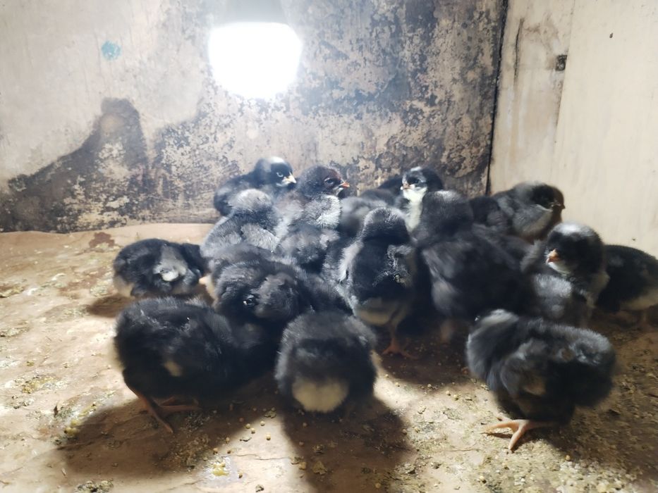 Отличные здоровые цыплята