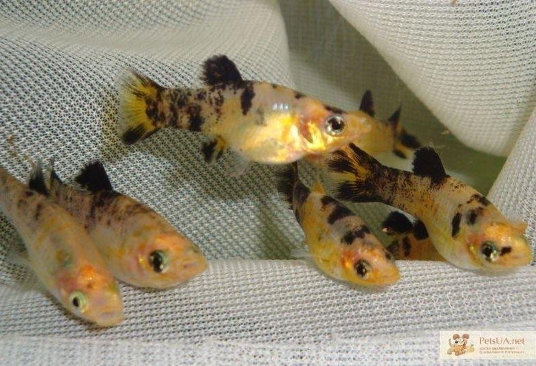 Молинезия желтые и черные