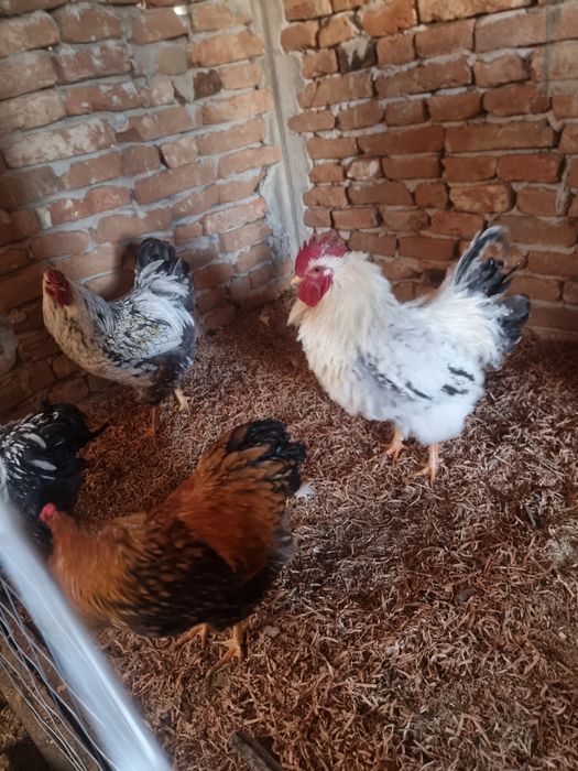 Vând cocoși Australorp wyandotte și Frizzle