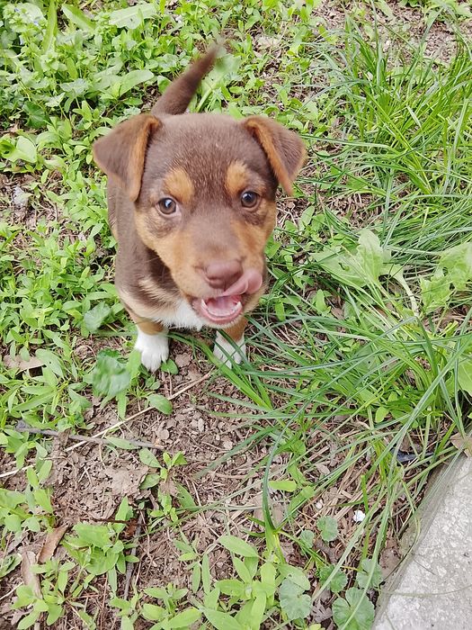 Отдам в добрые руки