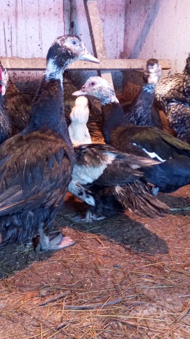 Продам индоуток разного возраста.
