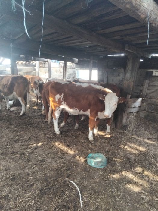 Продам коров 15 голов