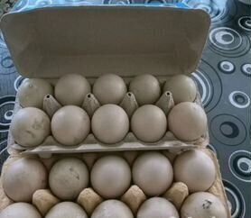 Индюшиные Бронза ЯЙЦА