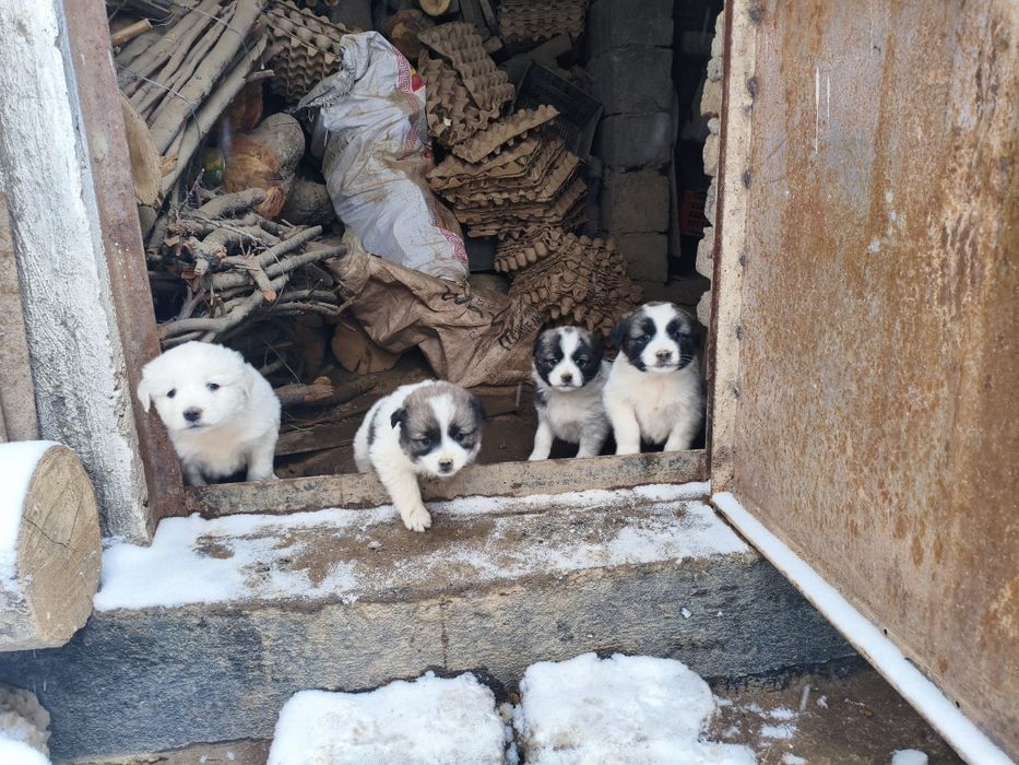 Отдам бесплатно в добрые руки щенят