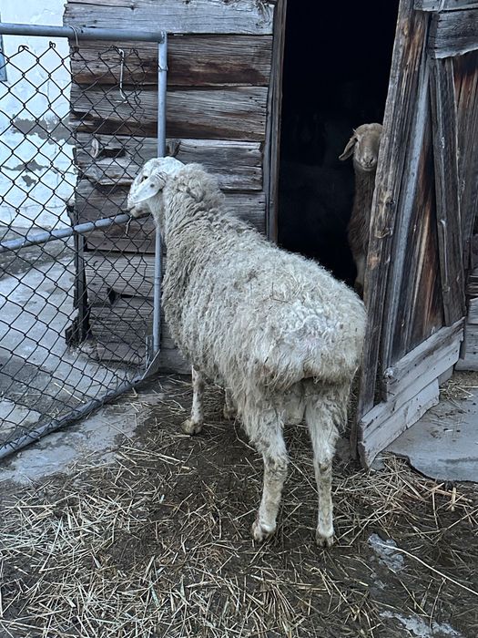 Баран породы саудабар