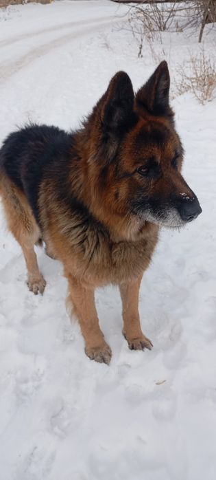 Найдена собака, овчарка