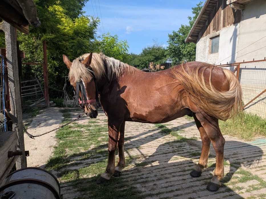 Vând cal talie mare, 10 ani, blând, fără defecte, merge și la căruță de unu și de doi. 0787325265