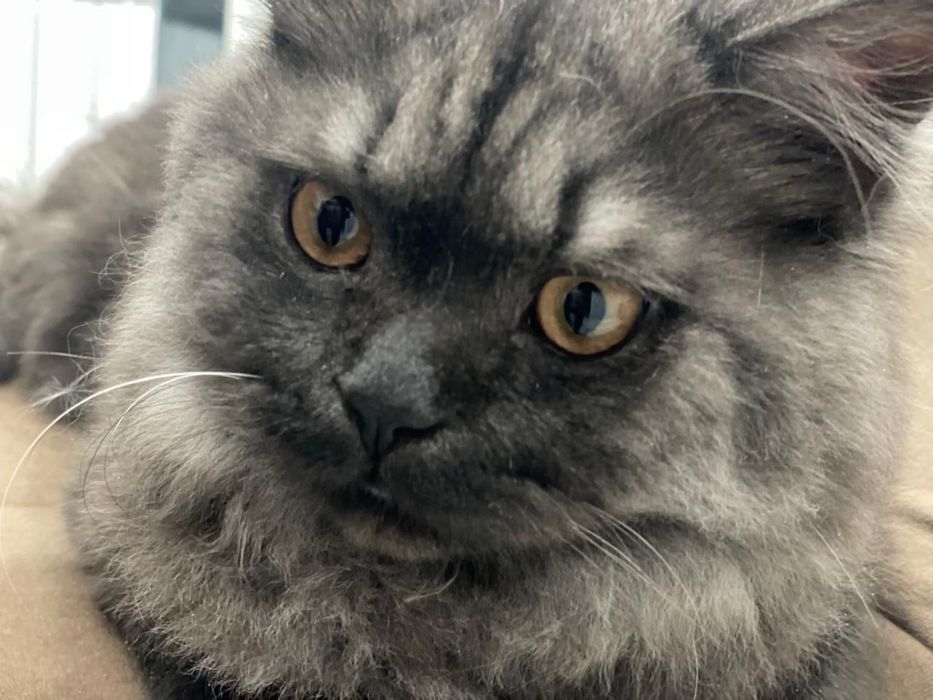 Британского котенка. Отдам в хорошие руки