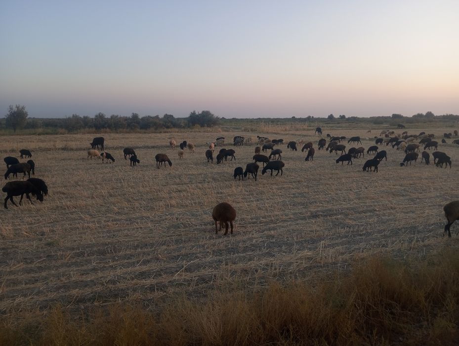Ona bola quylar sotiladi Egizoy
